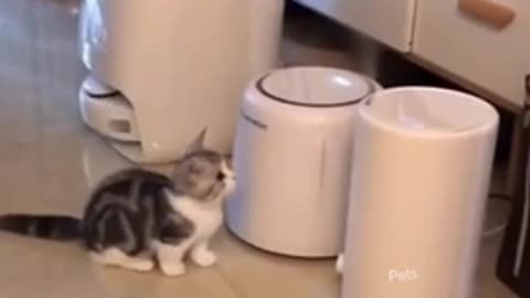 Funny cat video