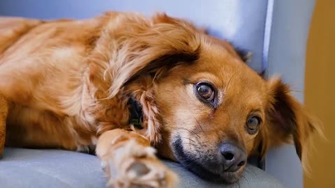 The twinkling eyes of an innocent dog