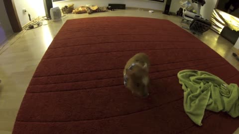 Cute micro pig's are danceing