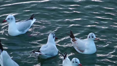 seagulls on the water