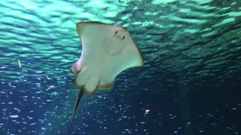 Stingray smile!