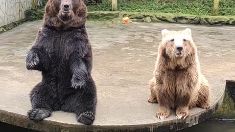 People throw food to bears