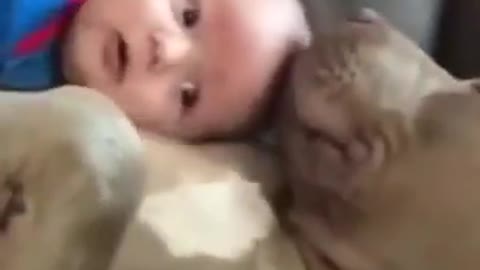 Dog care a baby like his mother