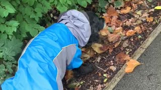 Just a Cocker Spaniel in his raincoat