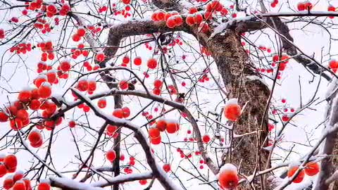 A sturdy persimmon tree