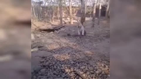 duck fights tigers