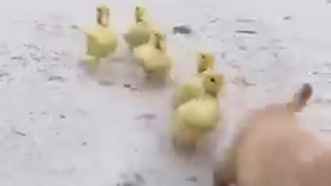 Children duck following mother dog