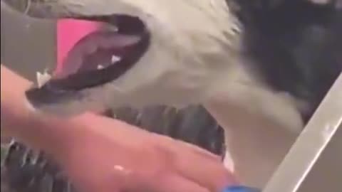 Angry Dog baths tiktok video