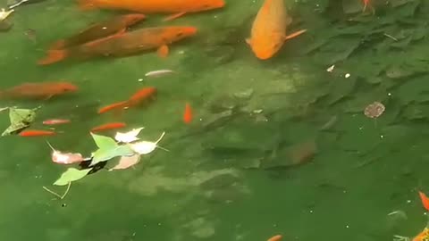 Free goldfish