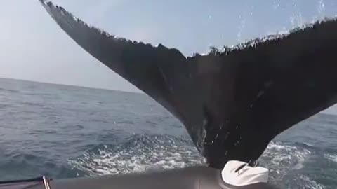 whale attacks canoe