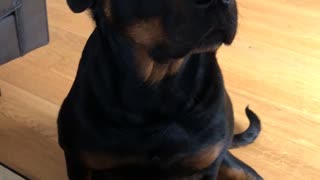 Dog Drools for Her Dessert