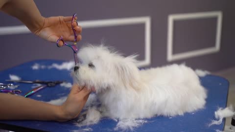 MALTESE PUPPY, FIRST GROOMING WITH SCISSOR ✂️❤️🐶 cuteness guaranteed!