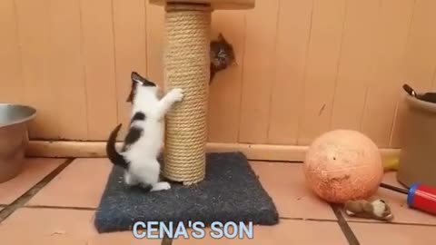 if your cat is John Cena!!! #2 😂 Funny Animals Videos 😂 2021 (watch till the end)