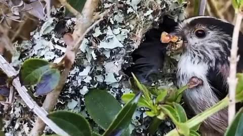 The silver-throated long-tailed tit uses leaf-like