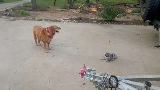 Cute Pomeranian playing with his friends