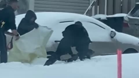 Canadian Police Try to Catch Seal