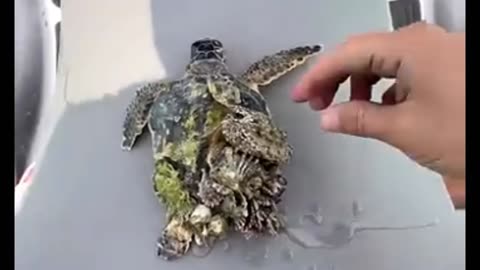 LITTLE TURTLE SWIMS SO HAPPY AFTER BEING SAVED