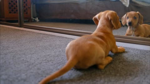 "Adorable Dog's Mirror Playtime | Pure Joy Unleashed 🐾"