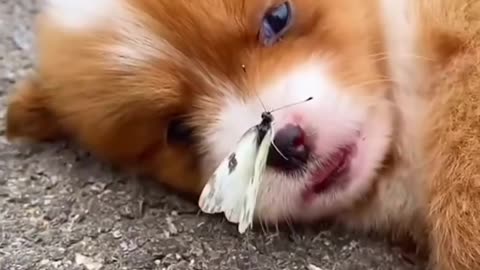 The dog and the little butterfly don't move on the dog's nose