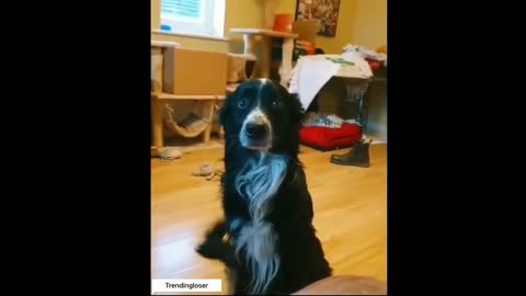 Dog's reaction after this