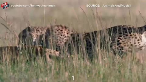 CHEETAH RUNNING MOMENTS || Cheetah hunting and teaches cubs to hunt