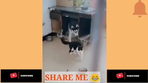 Rumble/dog fear from cat ,dog vs cat fight funny video