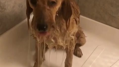 Wet dog inside shower sad