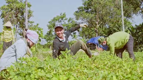 Harvest peanuts