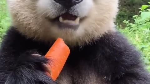 Panda eats carrot ( ASMAR )