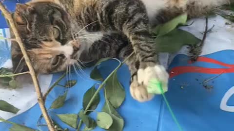 A street cat that suddenly turns around after having fun with the stranger.