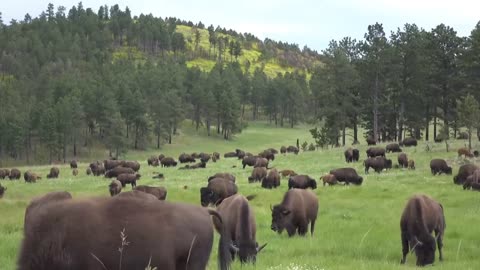 USA Ten Most Beautiful Drives In 🇺🇸 🌎 🇺🇲 🇺🇸 🌎