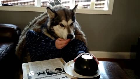 Alaskan Malamute reveals clever pregnancy announcement