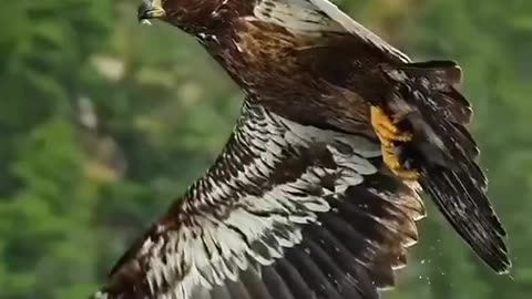 Eagle hunting fish