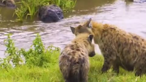 Wild Life Nature Video.🏞️💚🧸🦡🦊