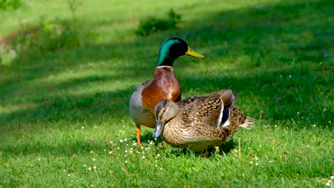 duck-bird-grass-meadow-wind-male