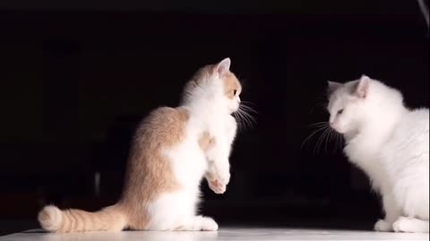 Cute Cat Fighting For Food