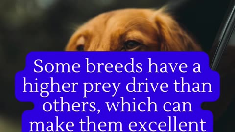 Animal Facts | 117 | Pets facts | Knowledge Facts | Viral Facts | Animal Facts in english.