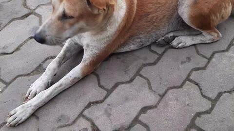 INDIAN STREET DOG