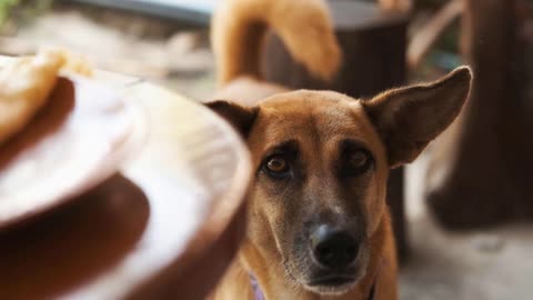 A hungry red dog looks at the table with pity, at the plate of food. I ask plaintively