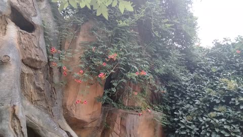 Little red flower in front of dinosaur cave