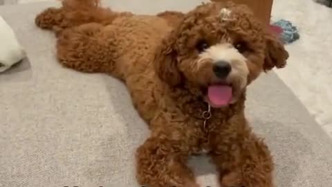 cavapoo#toypoodle@heyimkatsu