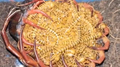 Giant centipede nest