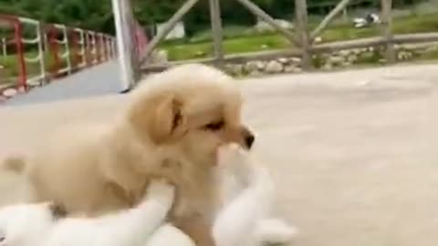 Kittens and puppies play together