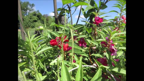 A Forgotten Garden Treasure Balsam Impatients August 2022