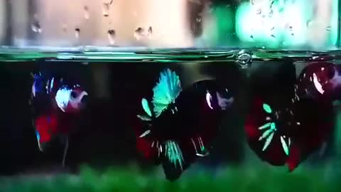 Beta Fish