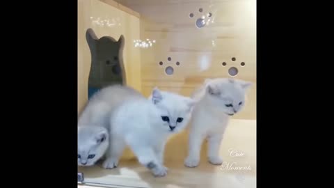 FUNNY So cute pets