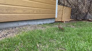 Banded female Cardinal