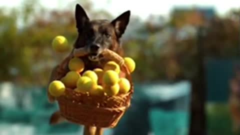 Cute dog jumping with basket in slow motion