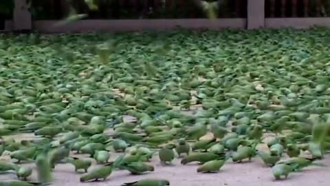 The Man Feed the Food in Wild Parrotsp7