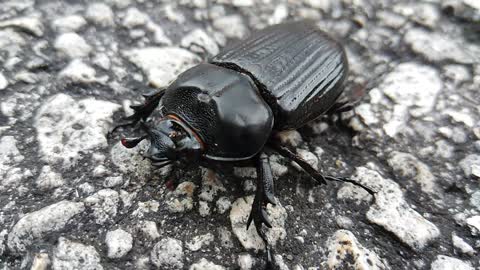 Face to Face with a Big Black Beetle #NatureInYourFace